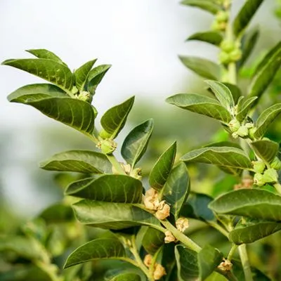 Ashwagandha