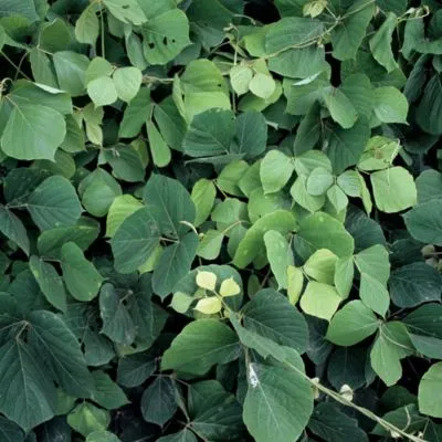 Kudzu